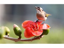 柯尼卡美能達(dá)彩色復(fù)印機(jī)C658打印效果怎么樣？